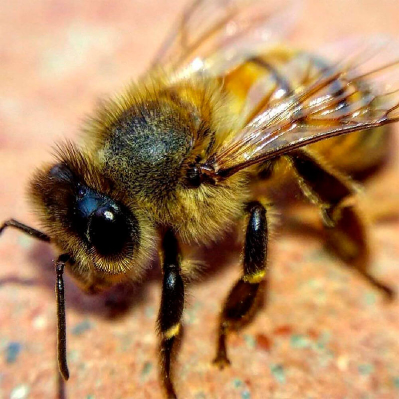 Мини-линза для смартфона Blips Macro - 6